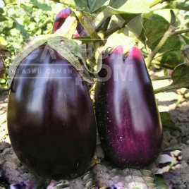 Насіння баклажанів Сандра F1 / Sandra F1,80-95 днів купити оптом і в роздріб в Україні за вигідною ціною