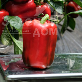 Насіння солодкого перцю Ангус F1 / Angus F1,60-65 днів купити оптом і в роздріб в Україні за вигідною ціною