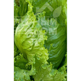 Насіння салату Форестер / Forrester,45-47 днів купити оптом і в роздріб в Україні за вигідною ціною