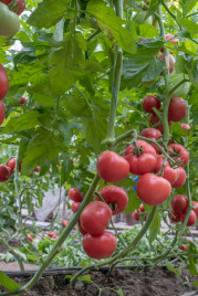 Насіння томатів Естет F1 / Estet F1 купити оптом і в роздріб в Україні за вигідною ціною