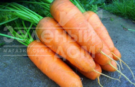 Насіння моркви Шантане 2-Комет / Shantane 2-Comet,100-110 днів купити оптом і в роздріб в Україні за вигідною ціною