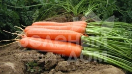 Семена моркови Ханиснек F1 / Hanisnex F1,115 дней купить оптом и в розницу в Украине по выгодной цене