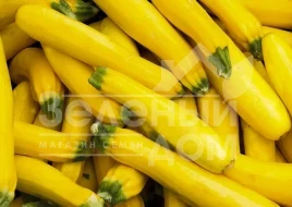 Семена кабачков Еллоу Хаус F1 / Yellow House F1,45-50 дней купить оптом и в розницу в Украине по выгодной цене