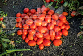 Насіння томатів 1301 F1 / 1301 F1 купити оптом і в роздріб в Україні за вигідною ціною