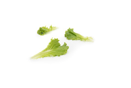 Насіння салату Култхард / Coulthard купити оптом і в роздріб в Україні за вигідною ціною