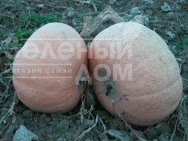 Насіння гарбуза Велтруска Обровська / Veltruska Obrovskaya купити оптом і в роздріб в Україні за вигідною ціною