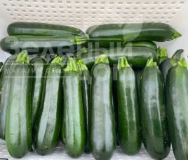 Семена кабачков Кефрен F1 / Kefren F1, 30-40 дней купить оптом и в розницу в Украине по выгодной цене