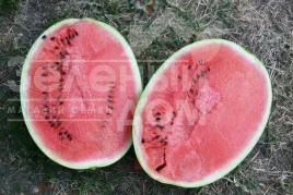 Семена арбуза Бьютифул F1 / Beautiful F1, 70 дней купить оптом и в розницу в Украине по выгодной цене