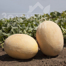 Насіння дині КС 6191 F1 / KS 6191 F1,80-85 днів купити оптом і в роздріб в Україні за вигідною ціною