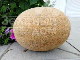 Насіння дині Кароліна (ТС 18-0450) F1 / Karolina (TS 18-0450) F1 купити оптом і в роздріб в Україні за вигідною ціною