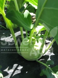 Семена капусты кольраби Лех F1 / Lech F1,50-55 дней купить оптом и в розницу в Украине по выгодной цене