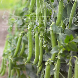 Насіння гороху Сабріна / Sabrina купити оптом і в роздріб в Україні за вигідною ціною