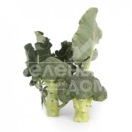 Семена капусты брокколи Ларсон F1 / Larson F1,70-80 дней купить оптом и в розницу в Украине по выгодной цене