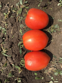 Насіння томатів Кафа F1 / Kafa F1,70-75 днів купити оптом і в роздріб в Україні за вигідною ціною