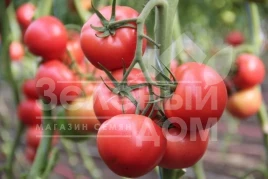 Семена томатов Пинки Спринтер F1 / Pinky Sprinter F1 купить оптом и в розницу в Украине по выгодной цене