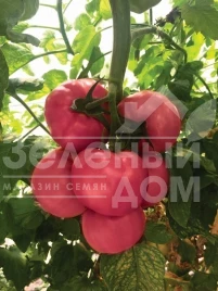 Семена томатов Мануса F1 / Manusa F1,105-115 дней купить оптом и в розницу в Украине по выгодной цене