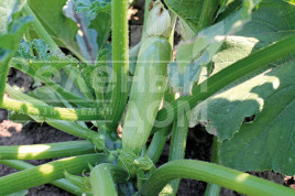 Насіння кабачків Дафна F1 / Dafna F1,40-45 днів купити оптом і в роздріб в Україні за вигідною ціною