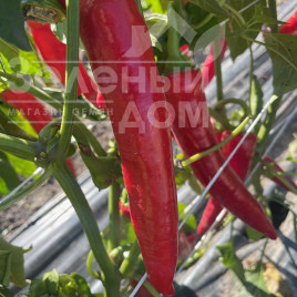 Насіння гіркого перцю Тойо F1 / Toyo F1, 55 днів купити оптом і в роздріб в Україні за вигідною ціною