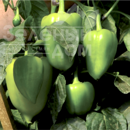 Насіння солодкого перцю Вулкан F1 / Vulcan F1, 65-70 днів купити оптом і в роздріб в Україні за вигідною ціною