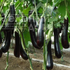 Насіння баклажанів Спені  F1 / Speni F1 купити оптом і в роздріб в Україні за вигідною ціною