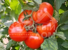 Семена томатов Президент ІІ F1 / President ІІ F1,68-70 дней купить оптом и в розницу в Украине по выгодной цене