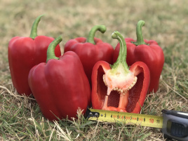 Насіння солодкого перцю Кримсон Кінг F1 / Crimson King F1 купити оптом і в роздріб в Україні за вигідною ціною
