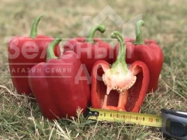 Насіння солодкого перцю Кримсон Кінг F1 / Crimson King F1 купити оптом і в роздріб в Україні за вигідною ціною