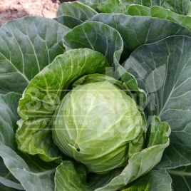 Семена капусты белокочанной Капитал F1 / Capital F1, 42-45 дней купить оптом и в розницу в Украине по выгодной цене