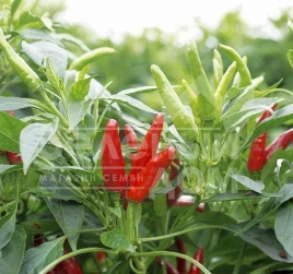 Семена горького перца Хай Флай F1 / High Fly F1 купить оптом и в розницу в Украине по выгодной цене