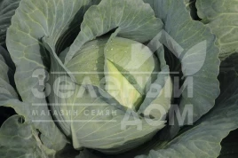 Семена капусты белокочанной Тайфун F1 / Typhoon F1,130 дней купить оптом и в розницу в Украине по выгодной цене
