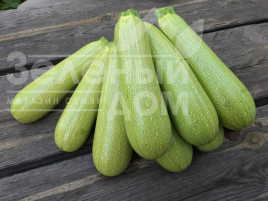 Насіння кабачків Марселла F1 / Marcella F1 купити оптом і в роздріб в Україні за вигідною ціною