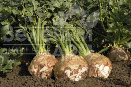 Насіння селери Балена / Balena,140 днів купити оптом і в роздріб в Україні за вигідною ціною