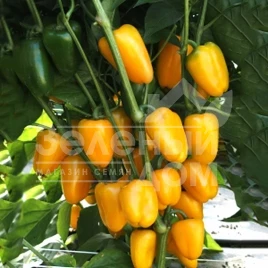 Семена сладкого перца Яла / Yala купить оптом и в розницу в Украине по выгодной цене