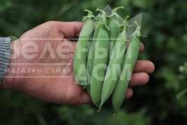 Насіння гороху Роялсайз / Royalsayz купити оптом і в роздріб в Україні за вигідною ціною