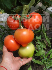 Насіння томатів Вегас F1 / Vegas F1 купити оптом і в роздріб в Україні за вигідною ціною