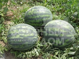 Семена арбуза Зенго F1 / Zengo F1,70-75 дней купить оптом и в розницу в Украине по выгодной цене