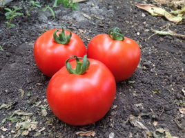 Насіння томатів Песадо F1 / Pesado F1,100 днів купити оптом і в роздріб в Україні за вигідною ціною
