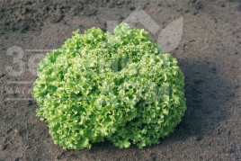 Насіння салату Естроза / Estrosa купити оптом і в роздріб в Україні за вигідною ціною