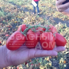 Семена томатов 1785 F1 / 1785 F1, 112 дней купить оптом и в розницу в Украине по выгодной цене