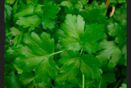 Насіння петрушки Топіт / Topit купити оптом і в роздріб в Україні за вигідною ціною