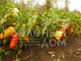 Семена сладкого перца Ами / Amy,55-60 дней купить оптом и в розницу в Украине по выгодной цене