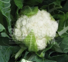 Семена капусты цветной Авизо F1 / Aviso F1,70-75 дней купить оптом и в розницу в Украине по выгодной цене