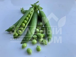 Семена гороха Кингсайз / Kingsize, 50-55 дней купить оптом и в розницу в Украине по выгодной цене