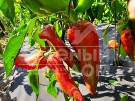 Семена сладкого перца Капстар / Kapstar,80-110 дней купить оптом и в розницу в Украине по выгодной цене