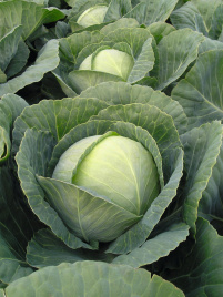 Насіння капусти білокачанної Томас F1 / Tomas F1,83 дні купити оптом і в роздріб в Україні за вигідною ціною