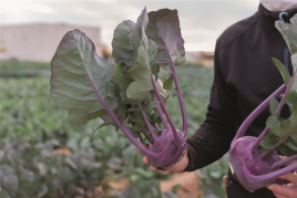 Насіння капусти кольрабі Констанс F1 / Konstance F1, 68 днів купити оптом і в роздріб в Україні за вигідною ціною