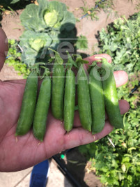 Насіння гороху Нельсон / Nelson, 65-70 днів купити оптом і в роздріб в Україні за вигідною ціною