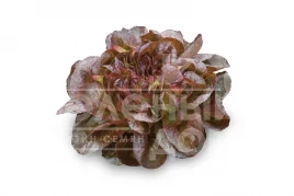 Семена салата Гоген / Gaugin купить оптом и в розницу в Украине по выгодной цене