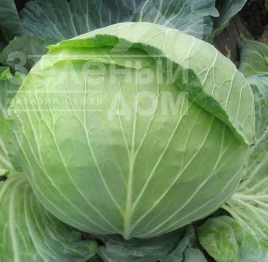 Семена капусты белокочанной Украинская осень / Ukrainskaya osen купить оптом и в розницу в Украине по выгодной цене