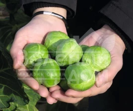 Семена капусты брюссельской Франклин F1 / Franklin F1,130 дней купить оптом и в розницу в Украине по выгодной цене